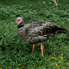 Photographer observing birds up close
