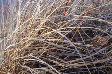 Close up view at the surface of reed.