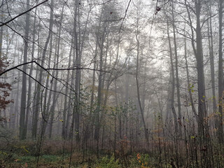 Fototapeta premium The rising sun in a foggy autumn morning in the Julianowski Park, Lodz, Poland.