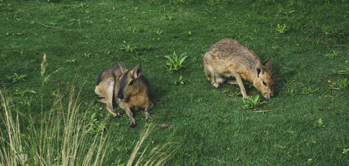 Fototapeta premium the capybara walks in the green forest
