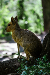 the capybara walks in the green forest