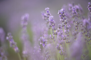 In a blur of Lavender flower field, Blooming purple fragrant lavender flowers. Growing lavender swaying in the wind, harvesting, perfume ingredient, aromatherapy