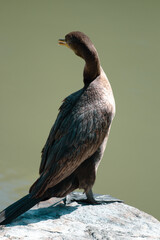Photographer observing birds up close