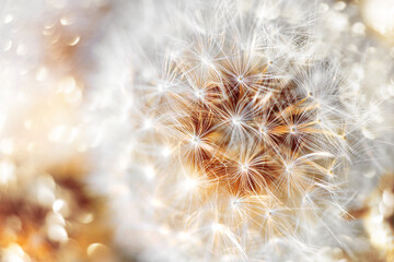Dandelion seeds - fluffy blowball, sun glare, macro.  