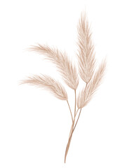 Pampas grass branch. Dry feathery head plume, used in flower arrangements, ornamental displays, interior decoration, fabric print, wallpaper, wedding card. Golden ornament element in boho style