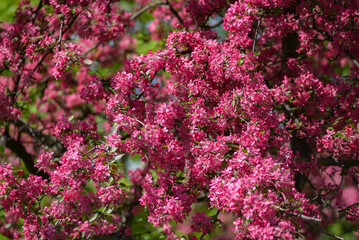 Obraz premium Quince blossom.