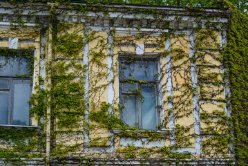 Facade of an old house covered with ivy. Close-up.
