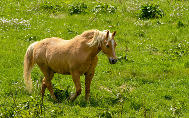 Light brow pony walking in a field. No people.