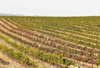 Fototapeta na wymiar Grape vineyard rows