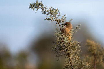 Fulvous Babbler, Fulvous Chatterer, Argya fulva, Turdoides fulva. Sahara desert, Morocco.