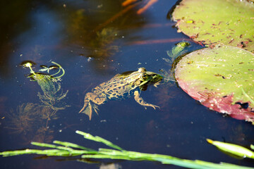 Frog floating at the lake water