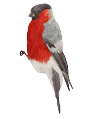Bullfinch bird is drawn in watercolor, on a white background, for your design, wedding invitations.