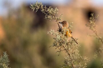 Fulvous Babbler, Fulvous Chatterer, Argya fulva, Turdoides fulva. Sahara desert, Morocco.