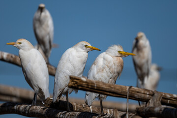 Cattle egret, bubulcus ibis, Morocco