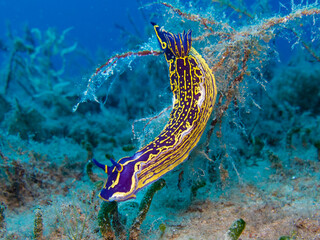 Regal sea goddess from the Mediterranean Sea 