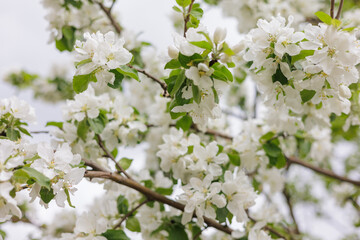 blooming apple tree. soft selective focus on the flowers of the fruit tree, the ripening of the harvest of apples or pears in the garden. farming and agriculture, grow vegetables fruits and herbs