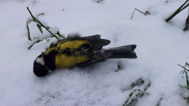 Die Bird in the snow The Great tit died at winter from cold and lack of food