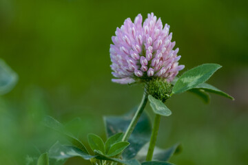 Red clover flower on a blurred background of grass, on an autumn day. Copy space