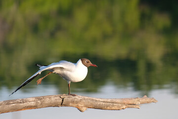 the bird stands on one leg, the other leg is extended
