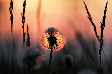 silhouette of a dandelion on a background of grass during sunset