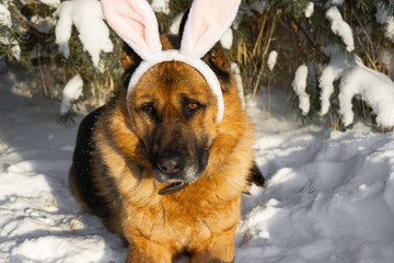 Funny German Shepherd dog with Christmas bunny ears on the background of a Christmas tree in the winter forest