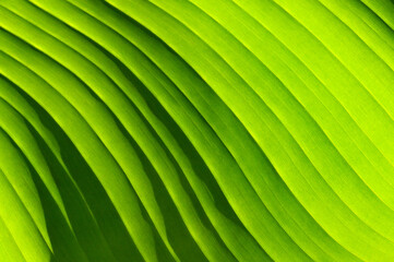 Pattern on the large leaf of a plant backlit by sunlight. No people. Backgrounds.
