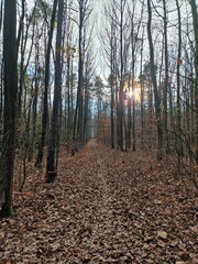 Fototapeta premium Lagiewnicki Forest in sunny and cold November morning, Lodz, Poland.