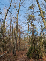 Lagiewnicki Forest in sunny and cold November morning, Lodz, Poland.
