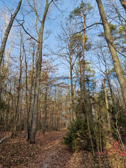 Lagiewnicki Forest in sunny and cold November morning, Lodz, Poland.