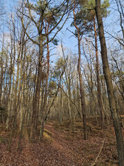 Lagiewnicki Forest in sunny and cold November morning, Lodz, Poland.