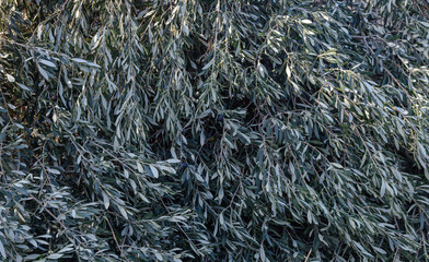 Background of green olive branches.