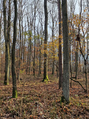 Lagiewnicki Forest in sunny and cold November morning, Lodz, Poland.