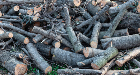 Wood background. Close-up of the woodpile. 