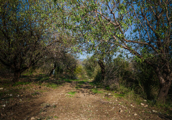 The landscape of the village. Dirt roads in the countryside with trees.