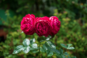 viva magenta color in the garden, summer roses