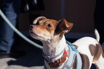 Portrait of a small dog looking up. White and brown dog with droopy ears looking straight ahead.