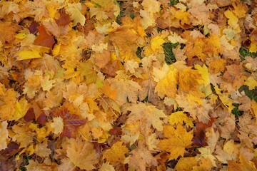 autumn maple leaves on the ground