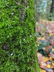 Obraz premium small mushrooms on green moss on the tree