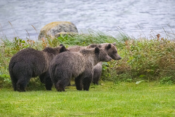 Young grizzlys standing on the shore of the river in Alaska, in a garden
