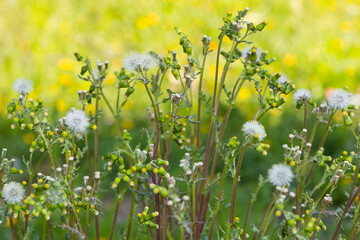 various wild plants and flowers. dandelion photos.