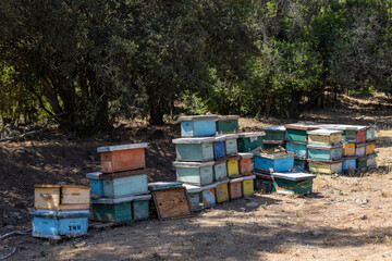 Honey production at the Rio Claro in Chile