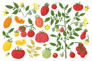 Tomato vegetable, cartoon tomatoes blossoms and leaves. Tomato red plant, garden fruits plant, tomatoes slices flat vector illustration set. Fresh red tomato