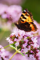 butterfly on the blooming flower