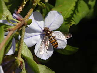 Female marmalade hover fly (Episyrphus balteatus) sitting on a pale blue plumbago flower