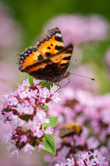 butterfly on the blooming flower