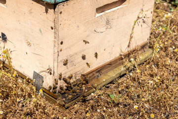 Honey production at the Rio Claro in Chile