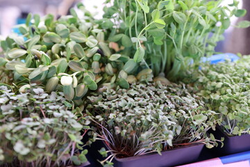 variety of sprouts 