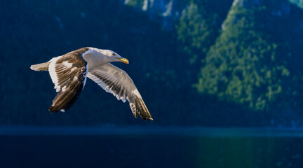 gaviota volando en las montañas4