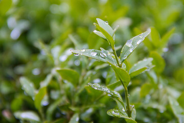 Water drops on green plant