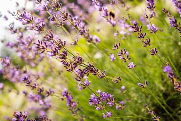 organic lavender in the garden